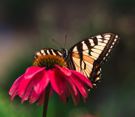 Close up of swallowtail butterfly feeding on flower in summer.
