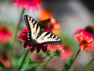 Close up of beautiful swallowtail butterfly on flower in summer.