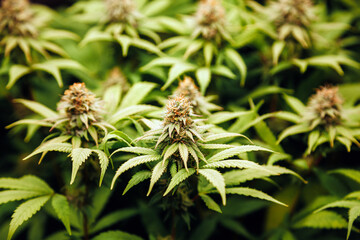 Cannabis plant in bloom with visible trichomes