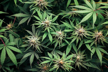 Dense cannabis buds in top view indoor garden