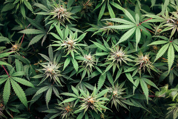 Mature cannabis flowers in top view greenhouse