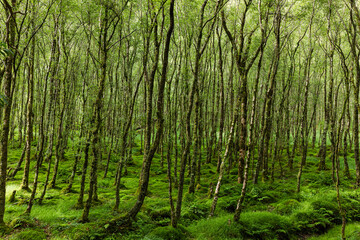 Fototapeta premium Dense birch woodland with mossy floor in Wicklow, Ireland