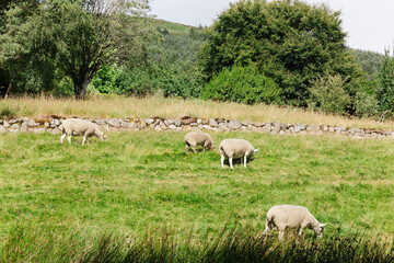 Sheep grazing in a sunny green field in County Wicklow, Ireland