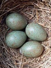 Obraz premium Nest of the fieldfare (Turdus pilaris) with four eggs.