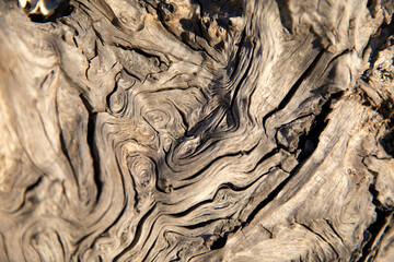 abstract closeup of patterns in driftwood