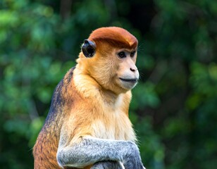Fototapeta premium Close-up of a reddish monkey