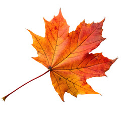 Obraz premium Single orange and yellow autumn maple leaf isolated on a transparent background png