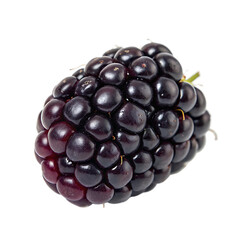 A single ripe fresh blackberry fruit closeup isolated on a transparent background png