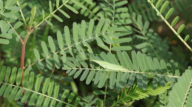 A young green grasshopper perched on a leaf of a crotalaria plant