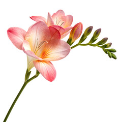 Fototapeta premium One colorful blooming freesia flower in closeup isolated on a transparent background png