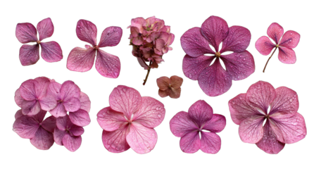 Close-up of multiple magenta hydrangea blossoms