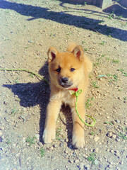 柴犬の子犬のイメージ