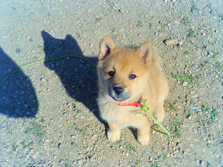 柴犬の子犬のイメージ