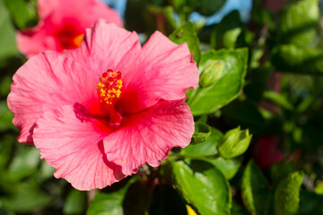 Beautiful hibiscus flower Blooming in the morning