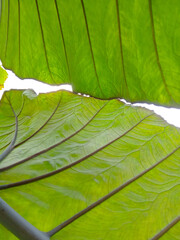 Green leaf texture. gorgeous green leaves with purple stems as background. taro tree. Bottom view of taro leaves. elephant ear or puple taro or xanthosoma violaceum. Two tone color leaves