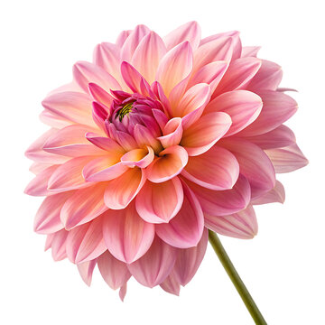 A vibrant and colorful dahlia flower head closeup isolated on a transparent background png