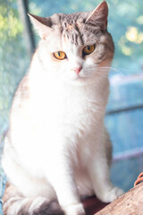 Beautiful cat breed British Shorthair is There are three colors:white, yellow, and black