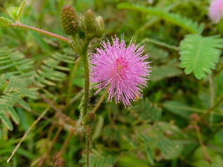 flower of a thistle. putri malu plant or mimosa pudica in the garden with bokeh background. selective focus. pretty small pink flower with green leaves 