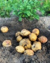 concept of organic vegetables. harvest organic potatoes	

