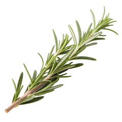 Fototapeta premium One aromatic sprig of fresh green rosemary isolated on a transparent background png