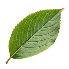 Obraz premium One vibrant green leaf from a tree or plant isolated on a transparent background png