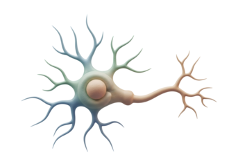 Detailed Neuron Cell Structure with Blue and Peach Gradient Coloring on a Black Background for Scientific Visualization