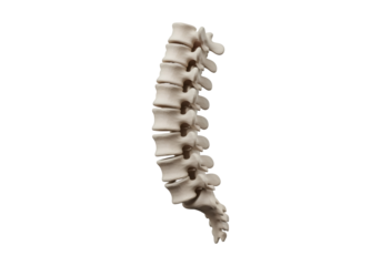 Detailed Vertebral Column Anatomy on Black Background Demonstrating Backbone Bone Structure for Medical Educational Purpose