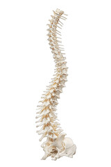 Human spine, anatomical model (1)