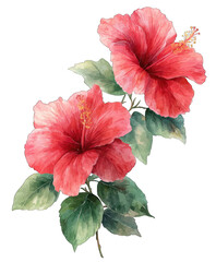 Two vibrant red hibiscus flowers with green leaves