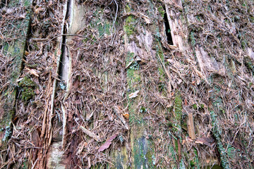 Moss, pine needles lie on the boards