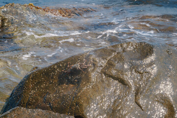 un buen cangrejo negro 