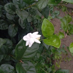 water lily in the garden