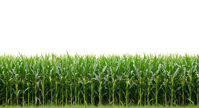 Dense green cornfield with tassels and developing ears of corn isolated on a transparent background maize