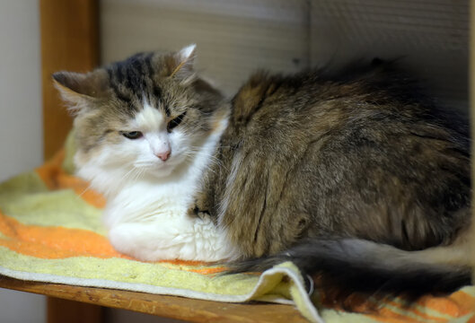 A fluffy long-haired cat with a white muzzle, chest and paws, as well as thick brown-gray fur with dark stripes.