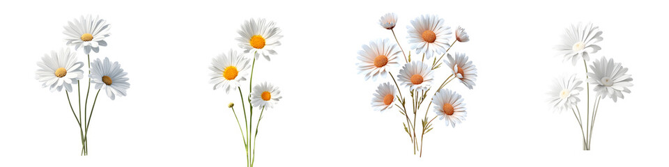 Fototapeta premium Daisy Flower Bouquets Collection Watercolor on White
