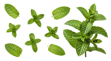 Fresh green mint leaves and sprigs with detailed texture isolated on a transparent background herb