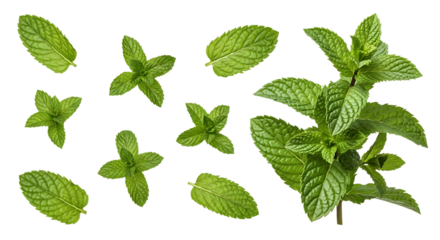 Fresh green mint leaves and sprigs with detailed texture isolated on a transparent background herb