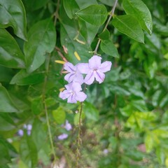 pink and white flowers of a lilac
