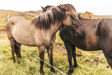 Fototapeta premium Two Icelandic horses standing close together in a grassy field, showing a gentle bond and peaceful connection in nature.