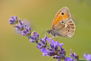 Obraz premium A delicate butterfly feeding on fragrant purple lavender flowers in a garden