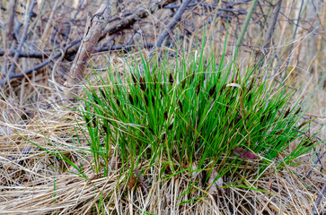 Fresh green sedge grass tuft emerging through dry golden meadow straw. Vibrant sedge grass sprouting among last year’s golden dry meadow, symbolizing spring renewal and nature’s resilience. 