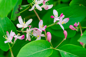 Delicate pink honeysuckle flowers blooming among lush green summer foliage. Close-up of soft pink honeysuckle blossoms with fresh green leaves, symbolizing summer beauty and nature’s elegance.