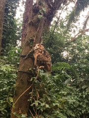 An owl in the zoo