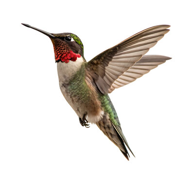 A beautiful ruby throated hummingbird in mid air isolated on a transparent background png