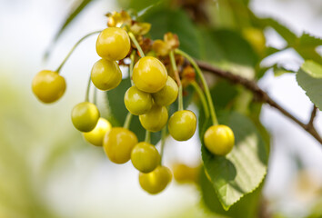 A bunch of green cherries hanging from a tree