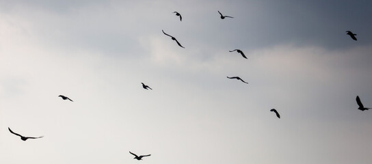 A flock of birds flying in the sky