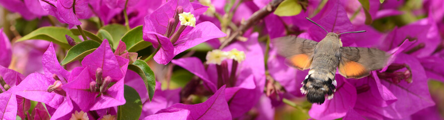 Taubenschwänzchen 4