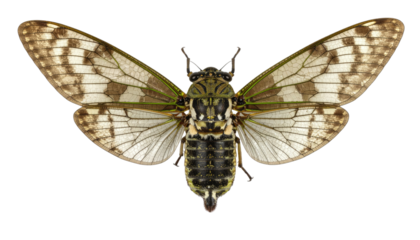 Close-up of cicada insect with detailed wings and body texture isolated on white background