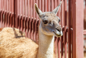 Brown and white llama is standing in front of a red fence