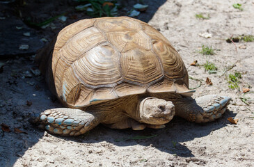 A large tortoise is laying on the ground in the sun